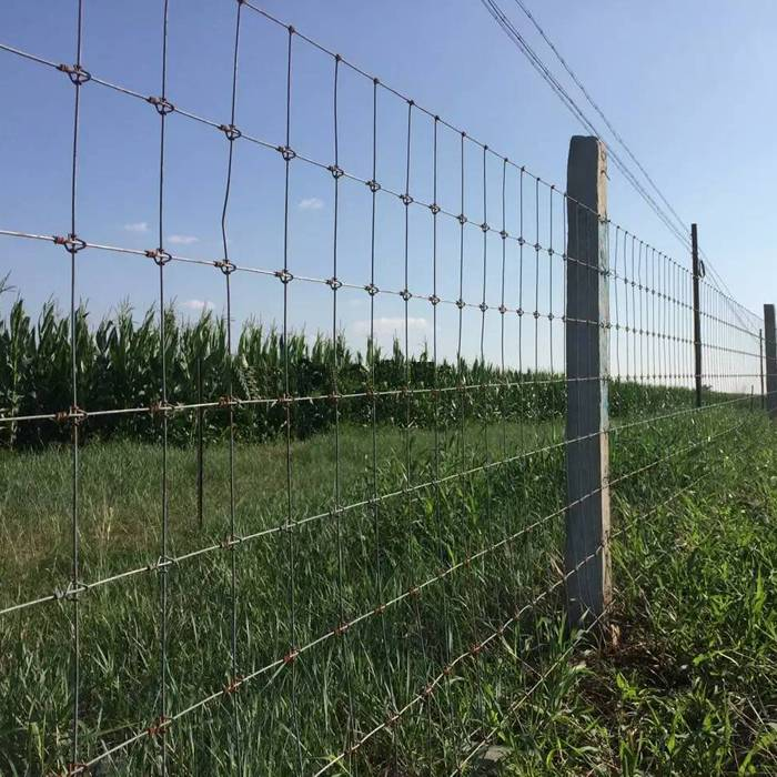 Concertina Wire Fence | Y Angle Fencing in Ahmedabad
